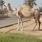 للبيع ضروبه