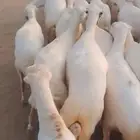 يوجد لدينا ضان رفيديات للبيع العدد 100راس دوافع مضاريع