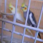 طيور للبيع