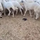 بهم تربيه حري العدد 32راس