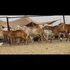 سواكن عددها 50