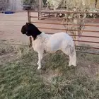 جذع ساكلي ابيض عمر 7 شهور فل شحم