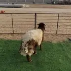 جذع اردني فاخر ظهر وطرف