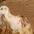 السلام عليكم ورحمه الله وبركاته ماشاء الله تبارك الله