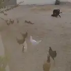 دجاج بلدي 5 شهور و6 شهور