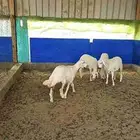 رخال
