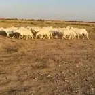 غنم حريات