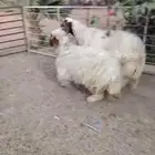 رغوث نعيمية طيبه تحتها جذعه فل