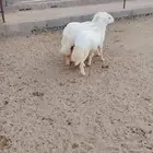 للبيع 3خرفان جرم وطرف وظهر مغلقه كلها مولده من الحلال