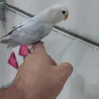 روز اليف مره