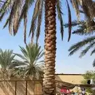 يوجد15حبه نبوت سلطان هلالي منيفي برحي من 5ونص الاسبعه متر