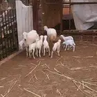 عدد ثلاث ضأن متاومه