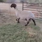 رغوث نعيمية سدس فاخره متاومه برخال معرفه