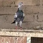 حمام باكستاني سهران بوري منتج زوجين مع فروخها