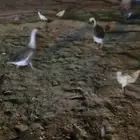جوز وز كندي (اصيل) عايش بمزرعة وليس بشبك علفه طبيعي حشايش