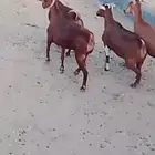 للبيع معزا حص دهم لون وجرم ومد وطول شرط