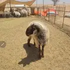 للبيع فحل نعيم فاخر من الااخر له انتاج عندي من الحري