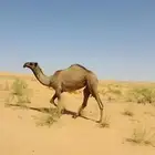 بكره صفراء حقه كفو