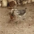 بيع صيصان دجاج بلدي بصحه ممتازه
