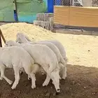 4 خرفان نظاف تم البيع