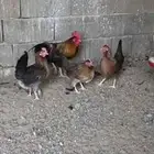طقم دجاج فري