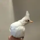 بلبل مليزي ابيض