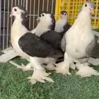 طبات حمام لاهوري شيرازي