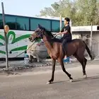 حصان انجليزي
