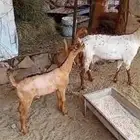 ماعز تحتها تيس