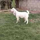 جفره عارضيه بيضاء مقنوي