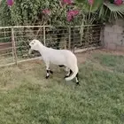 جذع ساكلي ابيض طيب