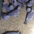 حمام ابوجفن