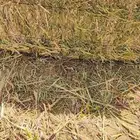 علف ذرة جيزانية ناعمة جدا  قصب