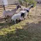 2 رغايث نعيم صنف منوة القناي