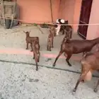 ماعز مواليد دهم صنف واسنان كفو