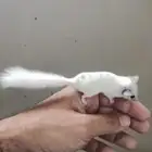 سنجاب قزمي