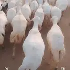 يوجد لدينا ضان رفيديات للبيع العدد 100راس دوافع مضاريع قرايب