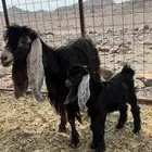 عنز عاريضة صنف. تحتها تيس عمره شهرين
