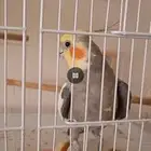 جوز كروان كوكتيل الذكر هدد متكلم
