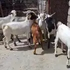 تيوس ذبايح  ماشاء الله تبارك الله