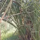 فسائل صفاوي للبيع