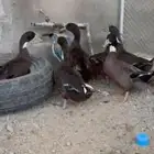 بط شرشري ( تم البيع )