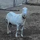 نعجه فاخر للبيع