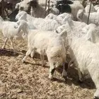 للبيع بهم حري 23 الخرفان 13 الرخال 10 العمر من 3 الي 4 اشهور