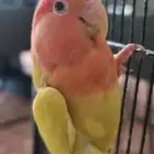 روز للبيع