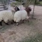 جذعان نعيم بلدي تمايم ظهور واطراف