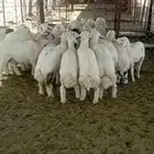 طليان عددهم 15 نظاف سمان تم نزول السعر ل 1250 للراس