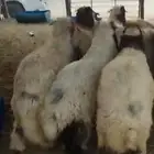 ذبائح ابوخالدالشاوي