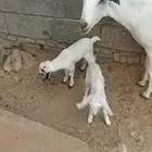 ماعز بيشيه متاومه للبيع