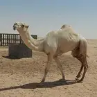فحل هجن سوداني كفو .